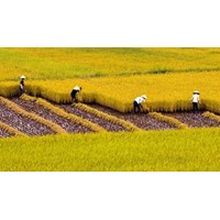 Quy định mới về sử dụng kinh phí hỗ trợ bảo vệ và phát triển đất trồng lúa