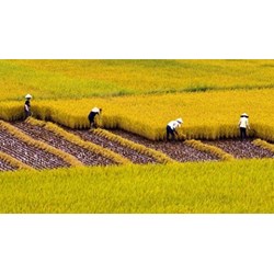 Quy định mới về sử dụng kinh phí hỗ trợ bảo vệ và phát triển đất trồng lúa