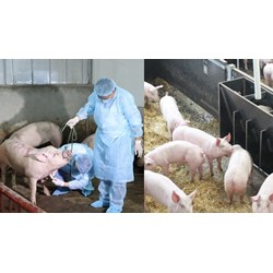 PHỤ LỤC IIA: Mẫu báo cáo điều kiện vùng an toàn dịch bệnh động vật trên cạn mới nhất
