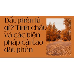 Đất phèn là gì? Tính chất và các biện pháp cải tạo đất phèn