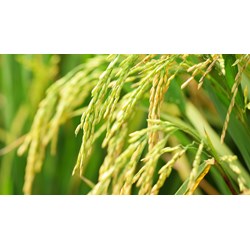 Phân tích truyện Nữ thần lúa chọn lọc hay nhất Ngữ văn lớp 10