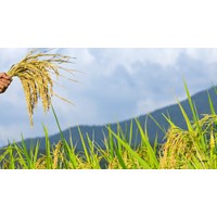 Phân tích tác phẩm Lúa và cỏ siêu hay - Ngữ văn lớp 10