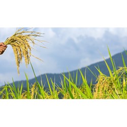 Phân tích tác phẩm Lúa và cỏ siêu hay - Ngữ văn lớp 10