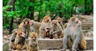 Phân biệt quần thể sinh vật và quần xã sinh vật chi tiết nhất