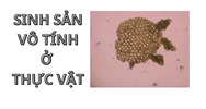 Sinh sản vô tính ở thực vật là gì? Ví dụ về sinh sản vô tính
