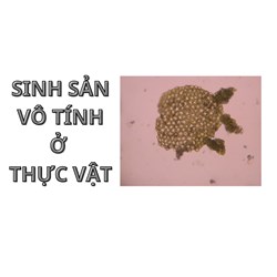 Sinh sản vô tính ở thực vật là gì? Ví dụ về sinh sản vô tính