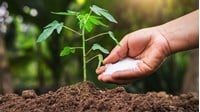 Các mã ngành nghề đăng ký kinh doanh phân bón