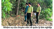 Nhiệm vụ của chuyên viên về quản lý lâm nghiệp