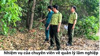 Nhiệm vụ của chuyên viên về quản lý lâm nghiệp