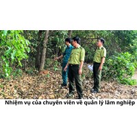 Nhiệm vụ của chuyên viên về quản lý lâm nghiệp