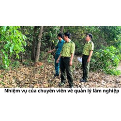 Nhiệm vụ của chuyên viên về quản lý lâm nghiệp
