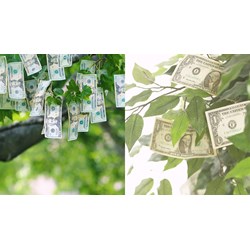 Viết đoạn văn tiếng anh về Tiền không mọc trên cây kèm bản dịch
