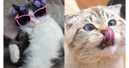 Đoạn văn tiếng Anh miêu tả con mèo siêu hay kèm bản dịch