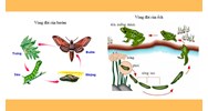 Các nhân tố ảnh hưởng đến sinh trưởng và phát triển ở động vật