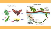 Các nhân tố ảnh hưởng đến sinh trưởng và phát triển ở động vật