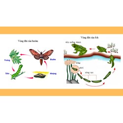 Các nhân tố ảnh hưởng đến sinh trưởng và phát triển ở động vật