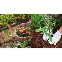 Đoạn văn tiếng Anh viết về sở thích làm vườn kèm bản dịch hay nhất
