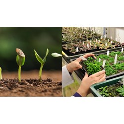 Thẩm quyền tổ chức kiểm tra nghiệp vụ giám định quyền đối với giống cây trồng?