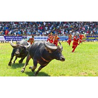 Thuyết minh về lễ hội chọi trâu ở Đồ Sơn chọn lọc hay nhất