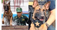 Nhiệm vụ của huấn luyện viên chó nghiệp vụ ngành Hải quan?