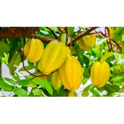 Công dụng bất ngờ của cây khế mà không phải ai cũng biết
