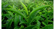 Trà xanh có giúp thanh lọc cơ thể không theo kinh nghiệm dân gian?