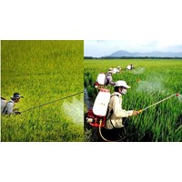 Trường hợp không cần giấy phép nhập khẩu thuốc bảo vệ thực vật?