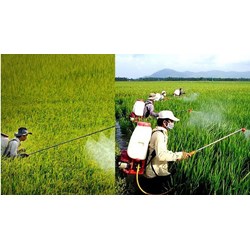 Trường hợp không cần giấy phép nhập khẩu thuốc bảo vệ thực vật?