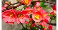 Cây mộc qua có tác dụng gì theo như kinh nghiệm dân gian?