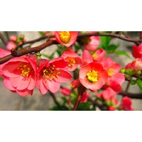 Cây mộc qua có tác dụng gì theo như kinh nghiệm dân gian?