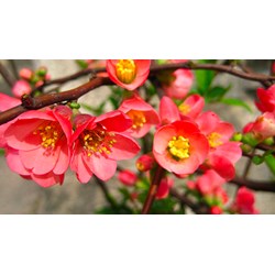 Cây mộc qua có tác dụng gì theo như kinh nghiệm dân gian?