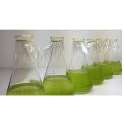 Chỉ tiêu chất lượng cơ bản của xăng không chì, xăng E5, xăng E10