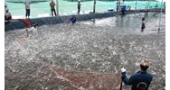 Thủ tục thuê đất, xin giao đất nuôi trồng thủy hải sản