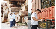 Thay đổi hồ sơ, thủ tục kiểm dịch thực vật nhập khẩu như thế nào?
