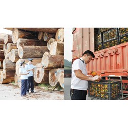 Thay đổi hồ sơ, thủ tục kiểm dịch thực vật nhập khẩu như thế nào?