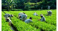 Người chấp hành xong án phạt tù được vay đến 100 triệu đồng để sản xuất kinh doanh