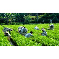 Người chấp hành xong án phạt tù được vay đến 100 triệu đồng để sản xuất kinh doanh