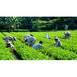 Người chấp hành xong án phạt tù được vay đến 100 triệu đồng để sản xuất kinh doanh