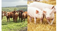 Những quy định cần chú ý khi chăn nuôi gia súc mới nhất