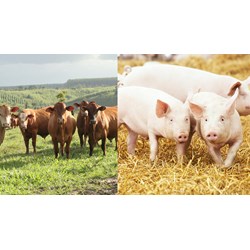 Những quy định cần chú ý khi chăn nuôi gia súc mới nhất