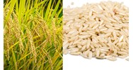 Yêu cầu về cách tiến hành xác định tỉ lệ thu hồi gạo lật từ thóc như thế nào?