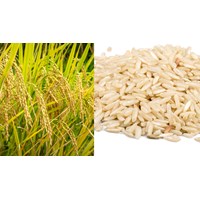 Yêu cầu về cách tiến hành xác định tỉ lệ thu hồi gạo lật từ thóc như thế nào?