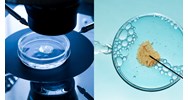 Con sinh ra từ thụ tinh ống nghiệm sau khi chồng chết có là con chung?
