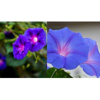 Viết đoạn văn ghi lại cảm xúc về bài thơ Hoa bìm hay nhất Ngữ văn 6