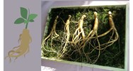 Yêu cầu đối với chỉ tiêu chất lượng của sản phẩm nhân sâm như thế nào?