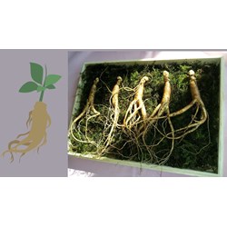 Yêu cầu đối với chỉ tiêu chất lượng của sản phẩm nhân sâm như thế nào?