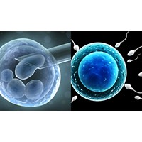 Hiến tinh trùng có phải nhận con sinh ra trong ống nghiệm?