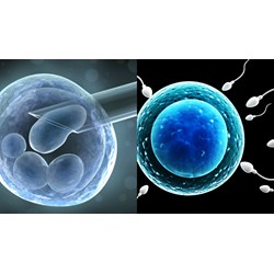 Hiến tinh trùng có phải nhận con sinh ra trong ống nghiệm?