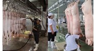 Quy trình kiểm soát giết mổ các loại gia súc, gia cầm nuôi mới nhất
