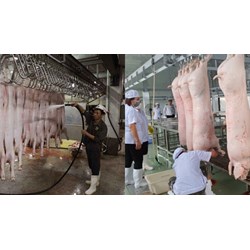 Quy trình kiểm soát giết mổ các loại gia súc, gia cầm nuôi mới nhất